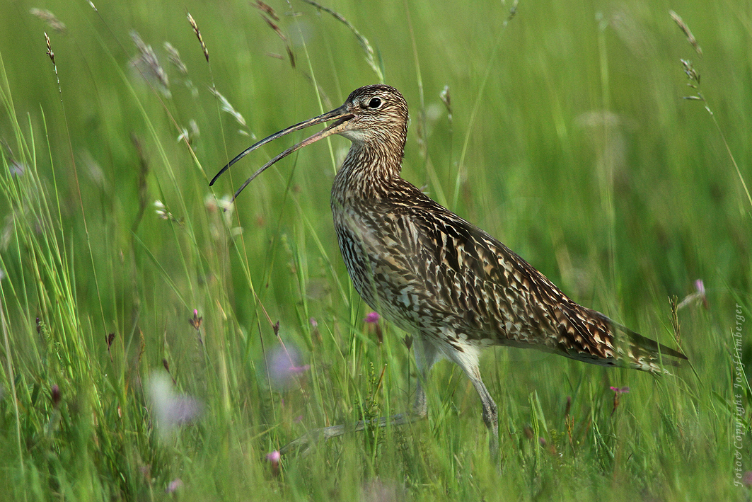  Großer Brachvogel (Numenius arquata) Copyright Josef Limberger Flugplatz Wels Oö. 