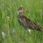  Großer Brachvogel (Numenius arquata) Copyright Josef Limberger Flugplatz Wels Oö. 