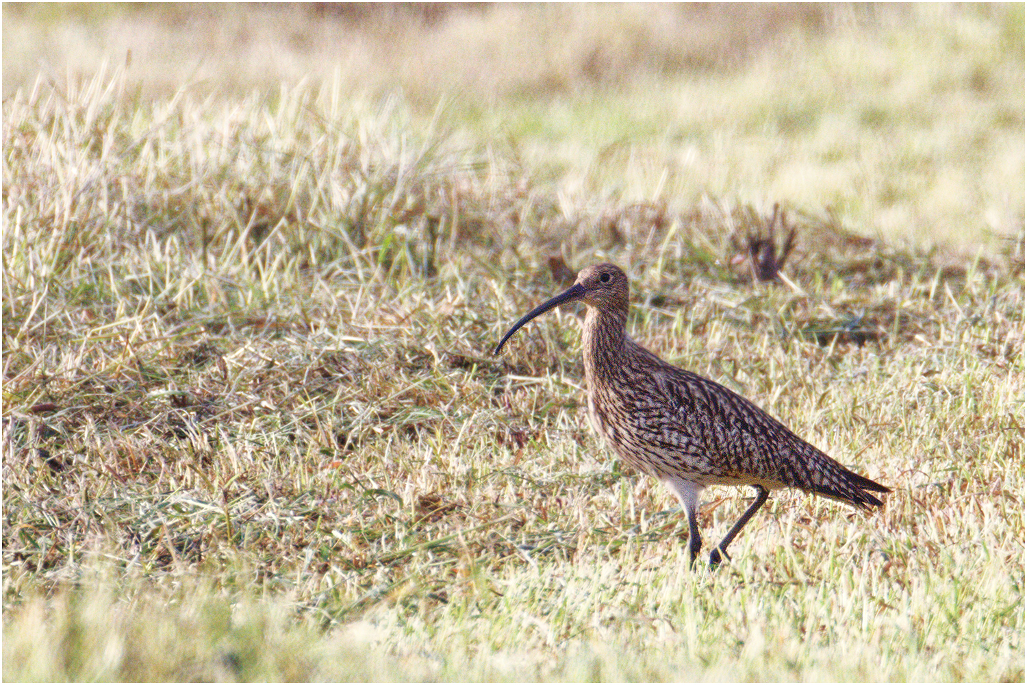 Großer Brachvogel (Numenius arquata)