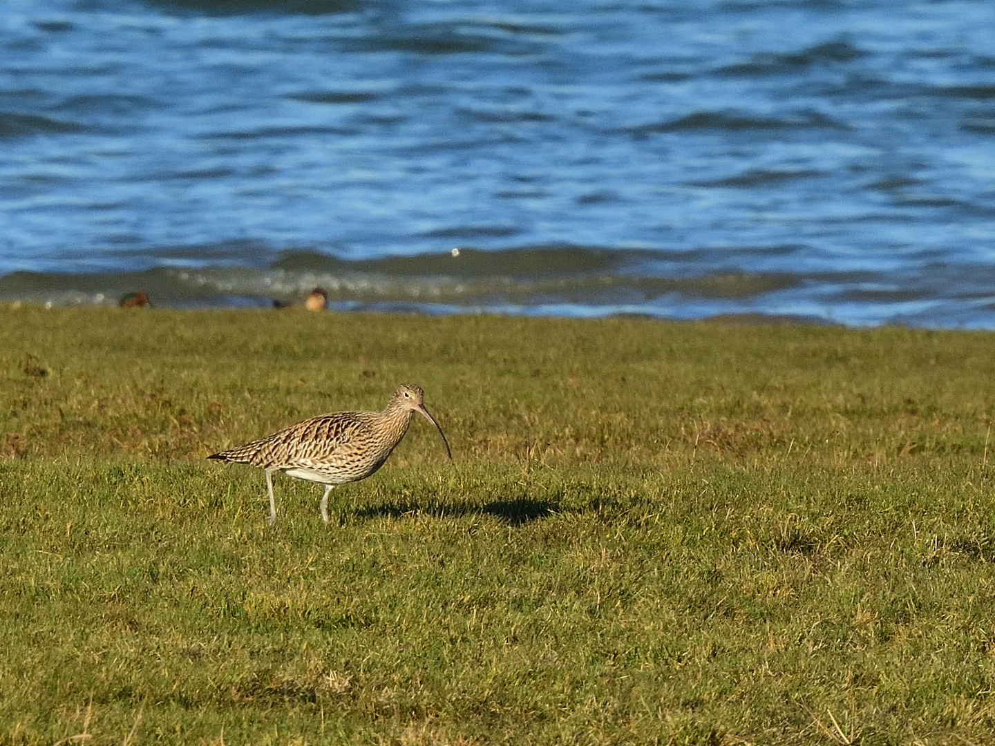 Großer Brachvogel (Numenius arquata), Eurasian curlew, Zarapito real