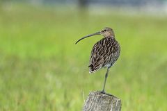 Großer Brachvogel (Numenius arquata) im Ochsenmoor