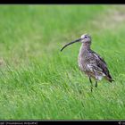 Großer Brachvogel (Numenius arquata) - reload