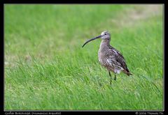 Großer Brachvogel (Numenius arquata) - reload