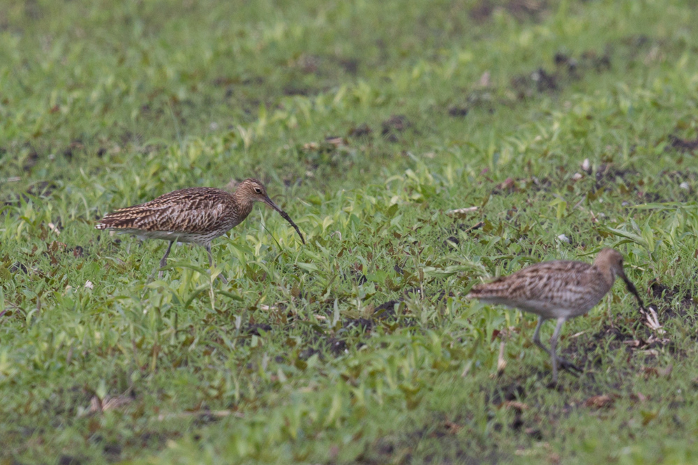 Großer Brachvogel (Numenius arquata)_II