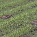 Großer Brachvogel (Numenius arquata)_II