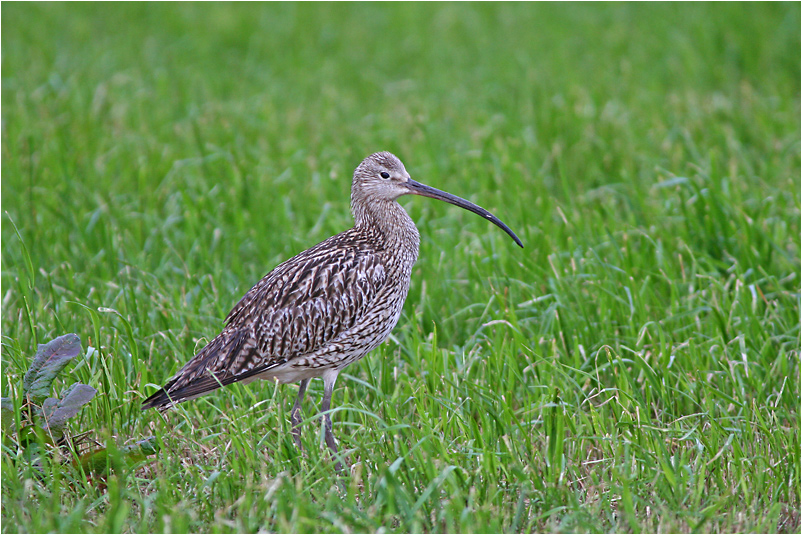 Großer Brachvogel (Numerius arquata)