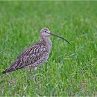 Großer Brachvogel (Numerius arquata)