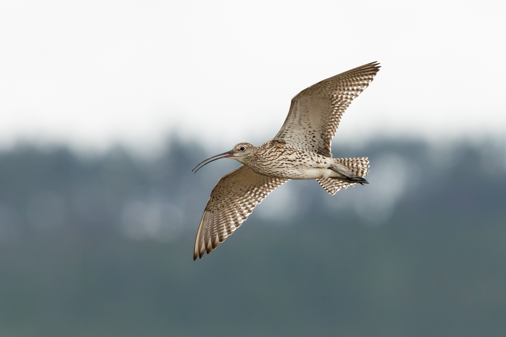 Großer Brachvogel // Öland