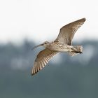 Großer Brachvogel // Öland