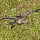 Großer Brachvogel - Soest/NRW - 4.4.2015