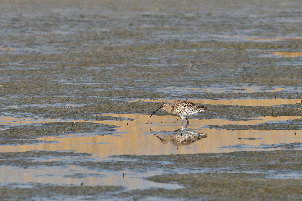 Großer Brachvogel – Spiegelstochern