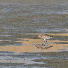 Großer Brachvogel – Spiegelstochern