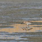 Großer Brachvogel – Spiegelstochern