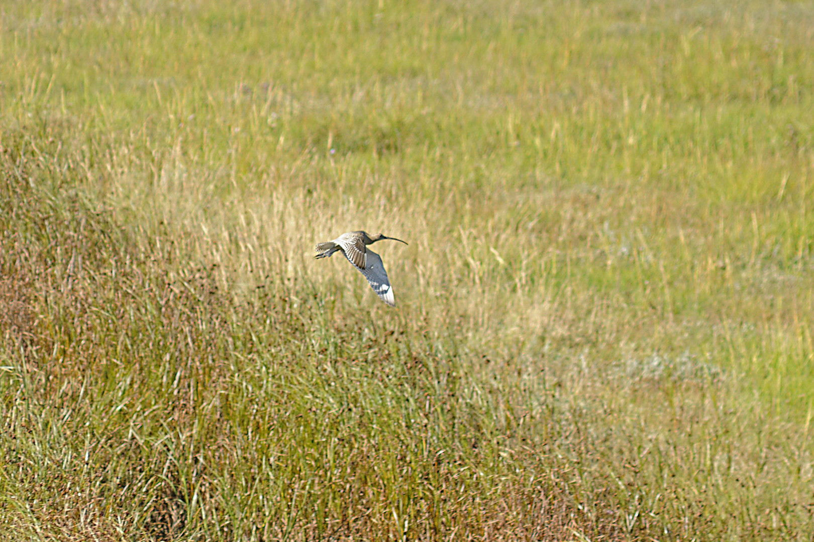 Großer Brachvogel über den Salzwiesen (Ruhezone I) vor Cuxhaven-Duhnen