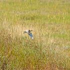 Großer Brachvogel über den Salzwiesen (Ruhezone I) vor Cuxhaven-Duhnen