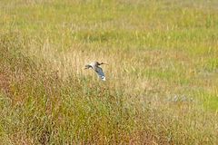 Großer Brachvogel über den Salzwiesen (Ruhezone I) vor Cuxhaven-Duhnen