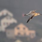 Grosser Brachvogel über Klingnau