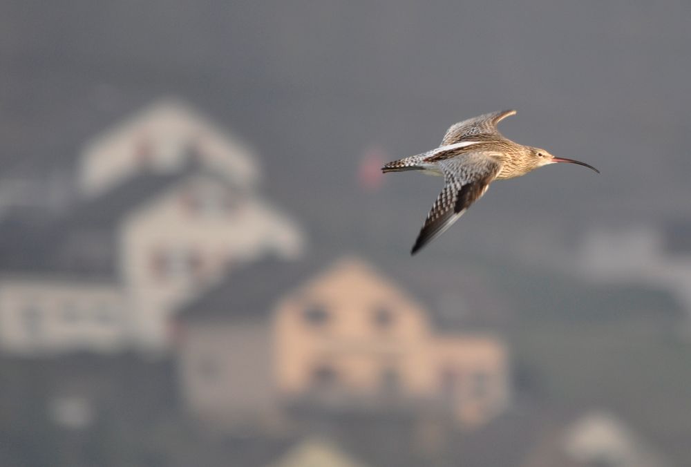 Grosser Brachvogel über Klingnau