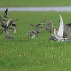 Großer Brachvogel verjagt Staren