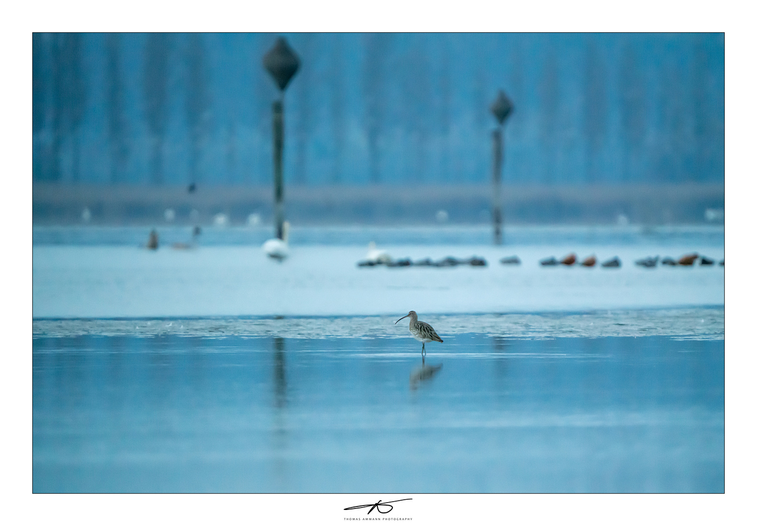 Grosser Brachvogel#1_221127b