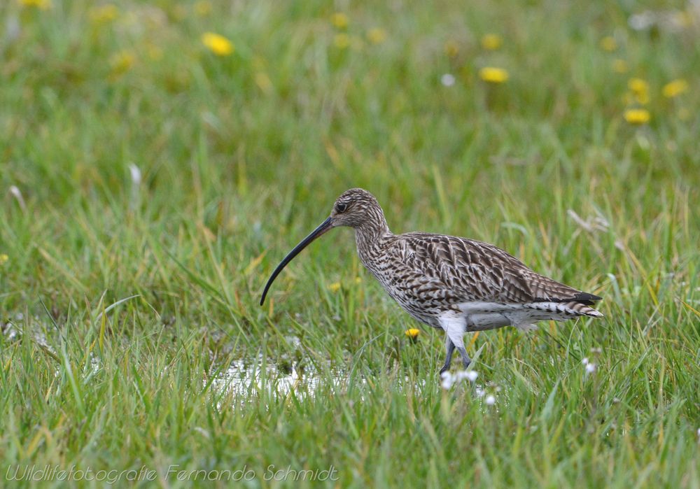 Großer Brachvogel3