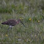 Großer Brachvogel4