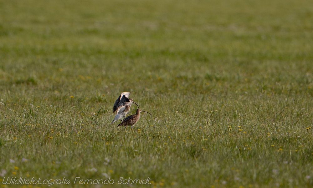 Großer Brachvogel5