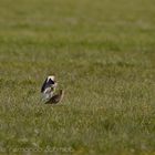 Großer Brachvogel5