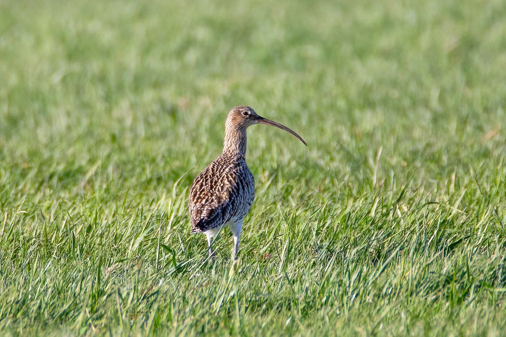 Großer Brachvogel_D4A0105