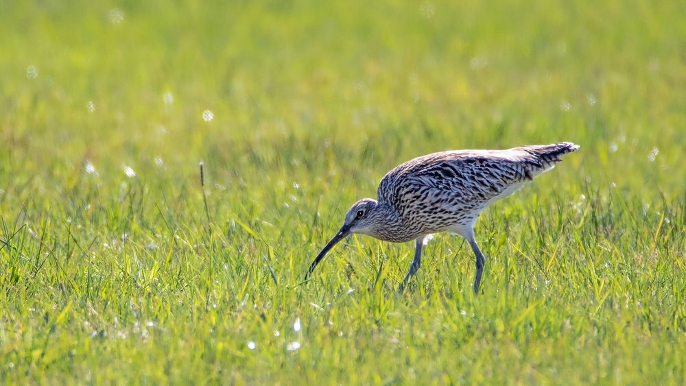 Großer Brachvogel_D4A0347