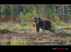 Grosser Braunbär