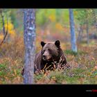 Grosser Braunbär im Wald