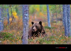 Grosser Braunbär im Wald