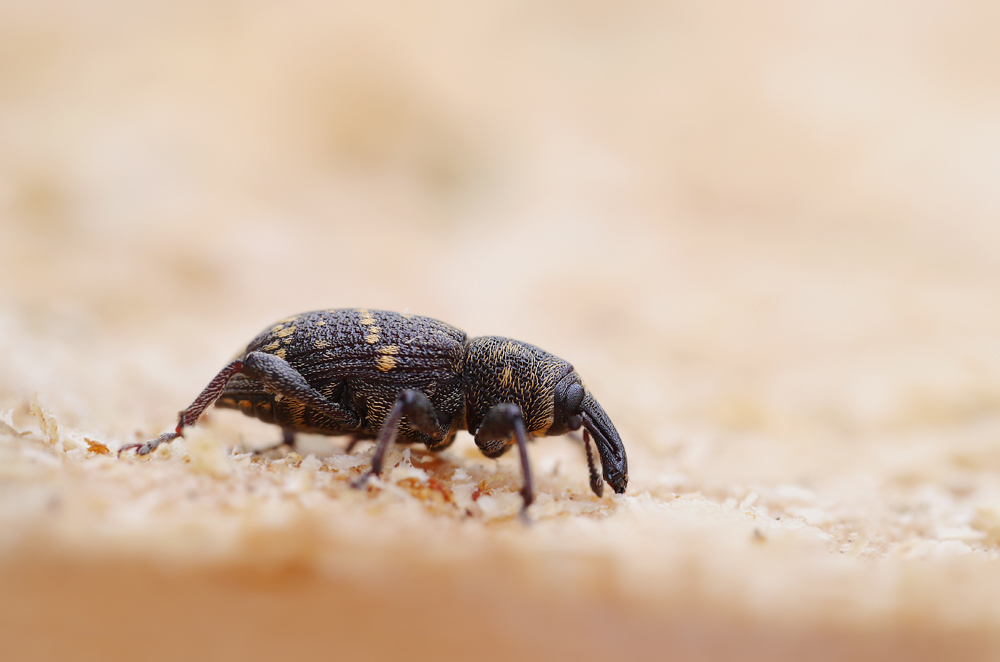 Großer Brauner Rüsselkäfer Foto & Bild | makro, lumix, panasonic Bilder