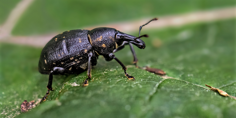 Großer Brauner Rüsselkäfer Foto & Bild | tiere, wildlife, insekten
