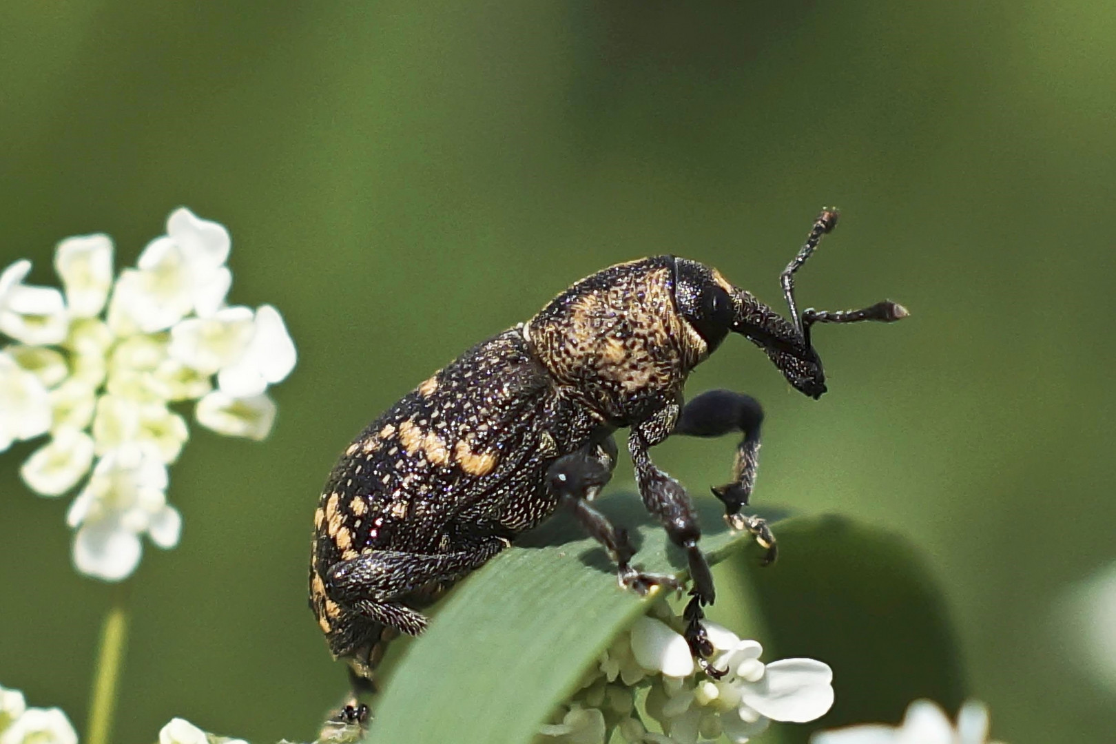 Großer brauner Rüsselkäfer