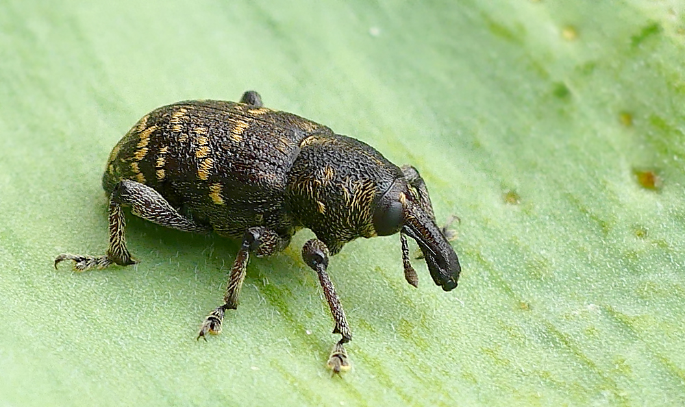 Großer brauner Rüsselkäfer