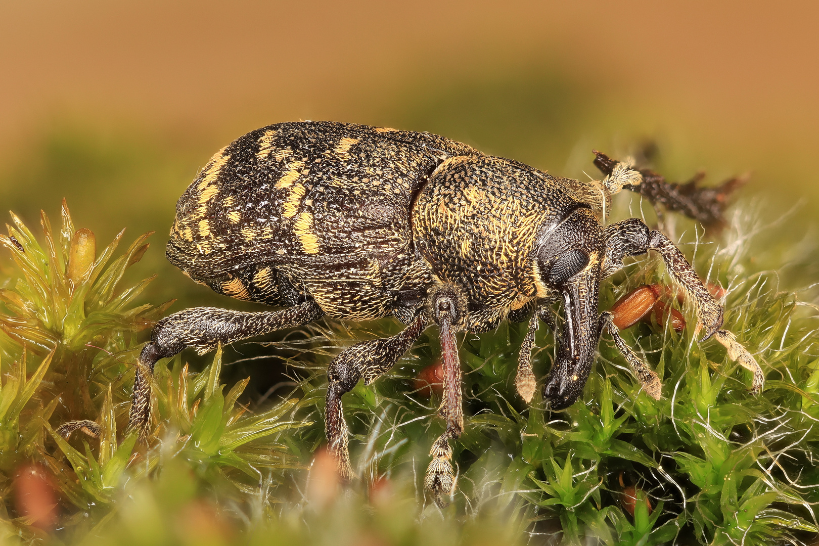 Großer Brauner Rüsselkäfer