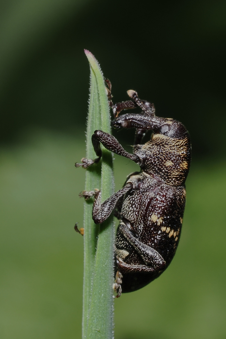 Großer Brauner Rüsselkäfer