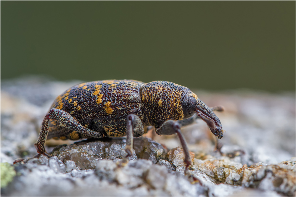 Großer brauner Rüsselkäfer (Hylobius abietis)