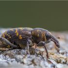 Großer brauner Rüsselkäfer (Hylobius abietis)