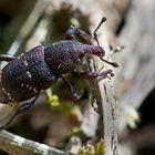 Großer brauner Rüsselkäfer (Hylobius abietis)