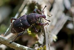 Großer brauner Rüsselkäfer (Hylobius abietis)