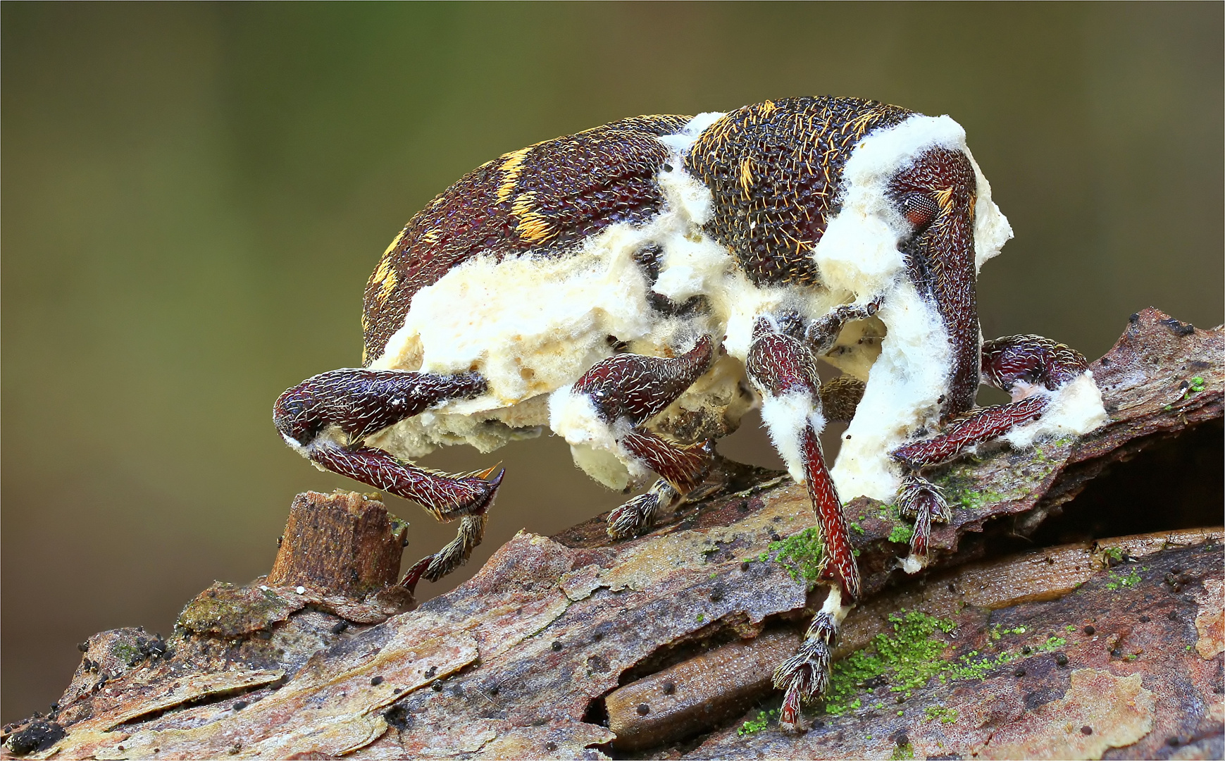 Großer Brauner Rüsselkäfer (Hylobius abietis)