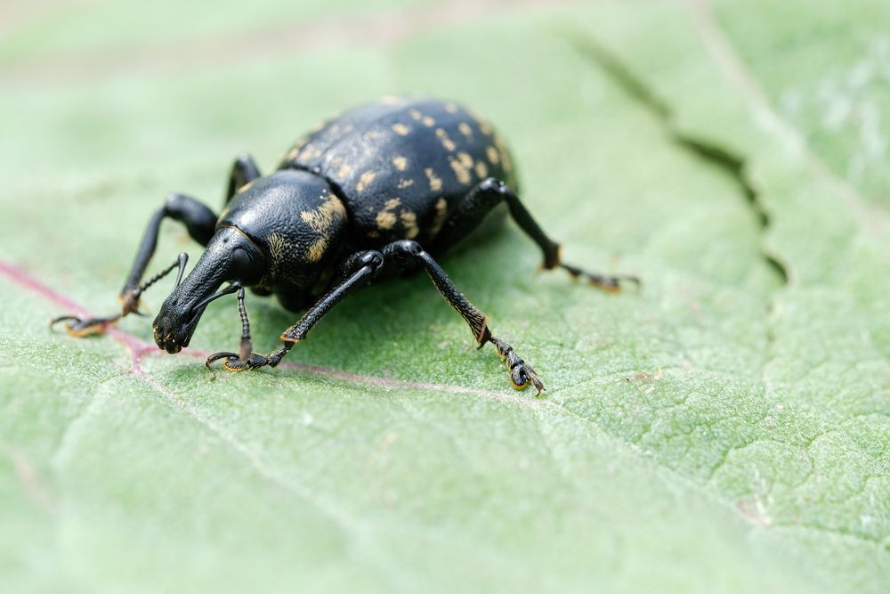 Grosser brauner Rüsselkäfer (Hylobius abietis) Foto & Bild tiere