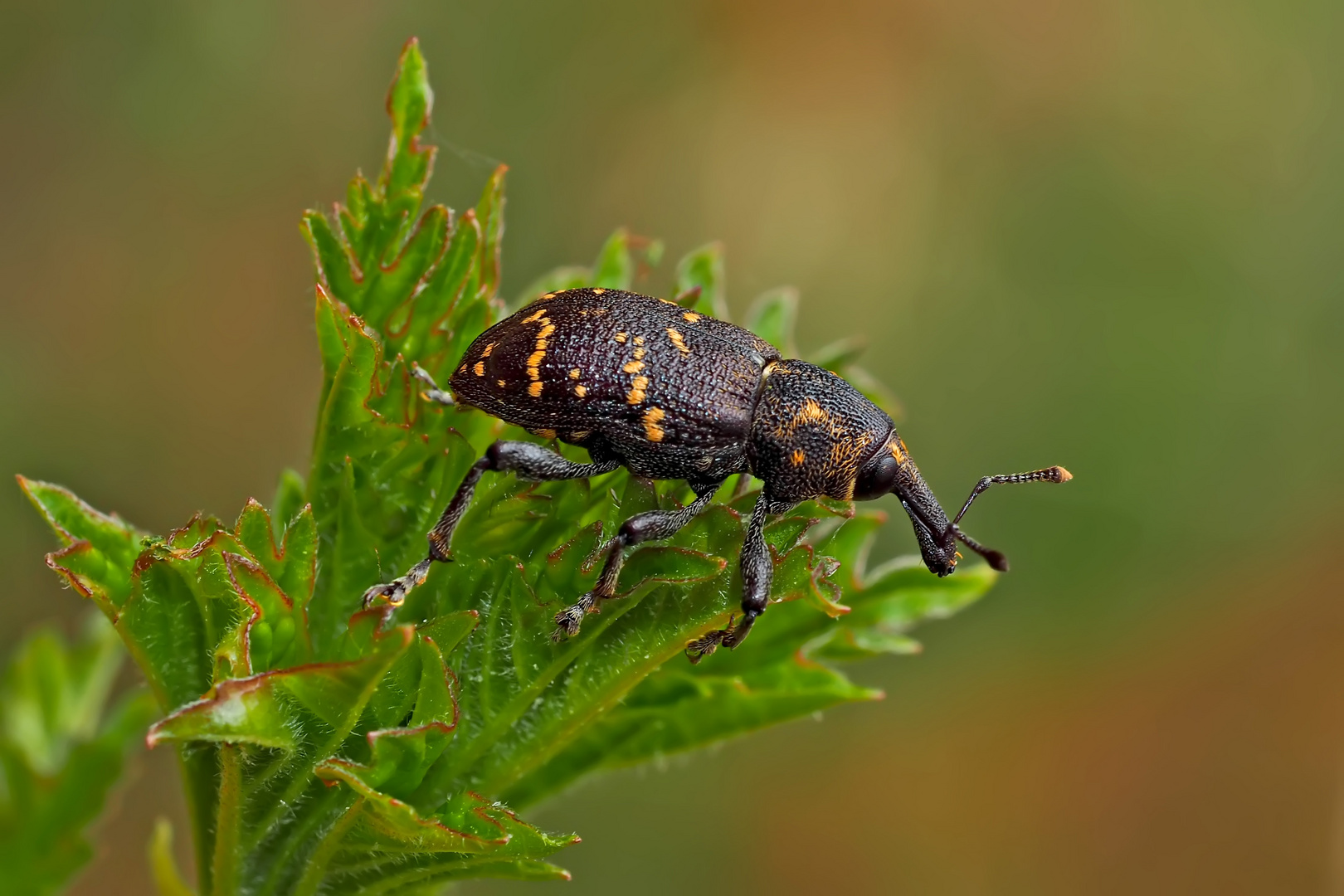 Großer brauner Rüsselkäfer (Hylobius abietis). - Le grand charançon du pin.