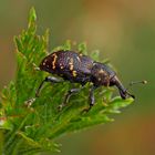 Großer brauner Rüsselkäfer (Hylobius abietis). - Le grand charançon du pin.