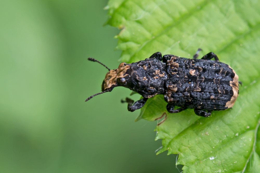 Großer Breitrüssler (Anthribus albinus)