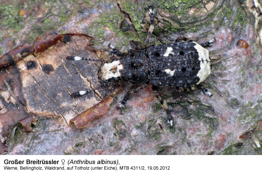 Großer Breitrüssler (Anthribus albinus)