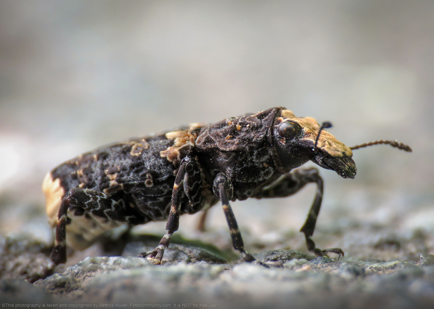 Großer Breitrüssler (Platyrhinus resinosus)